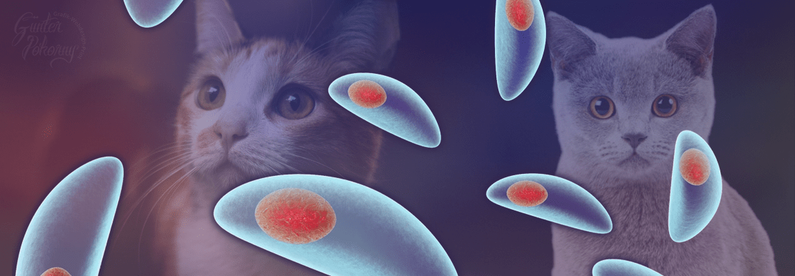 Toxoplasmose bei der Katze Titelbild 2