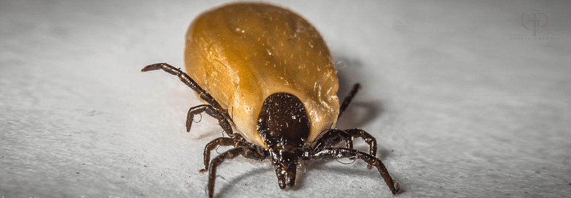 Zecken- und Flohschutz bei Katzen – was wirkt wirklich?