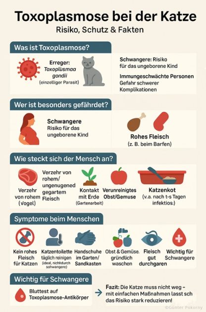 Infografik-Toxoplasmose bei der Katze