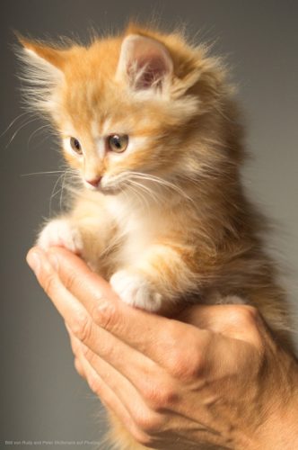 warum schnurren katzen rotes katzenbaby auf der Hand